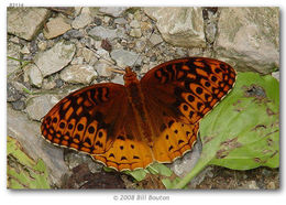 Image of Great Spangled Fritillary