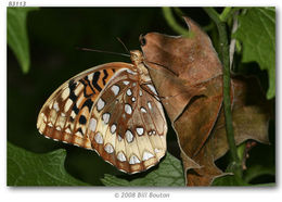 Image of Great Spangled Fritillary