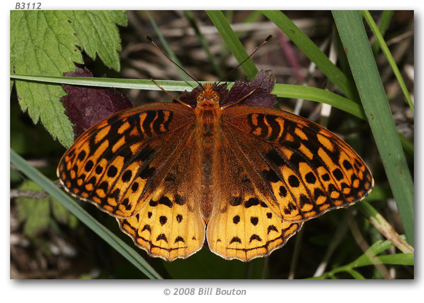 Image of Great Spangled Fritillary