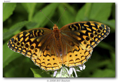 Image of Great Spangled Fritillary