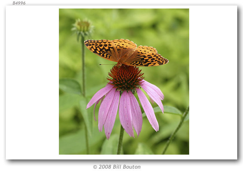 Image of Great Spangled Fritillary