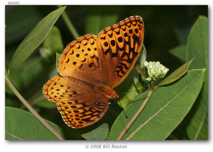 Image of Great Spangled Fritillary