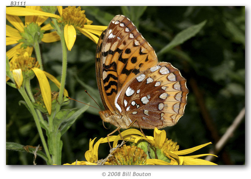 Image of Great Spangled Fritillary