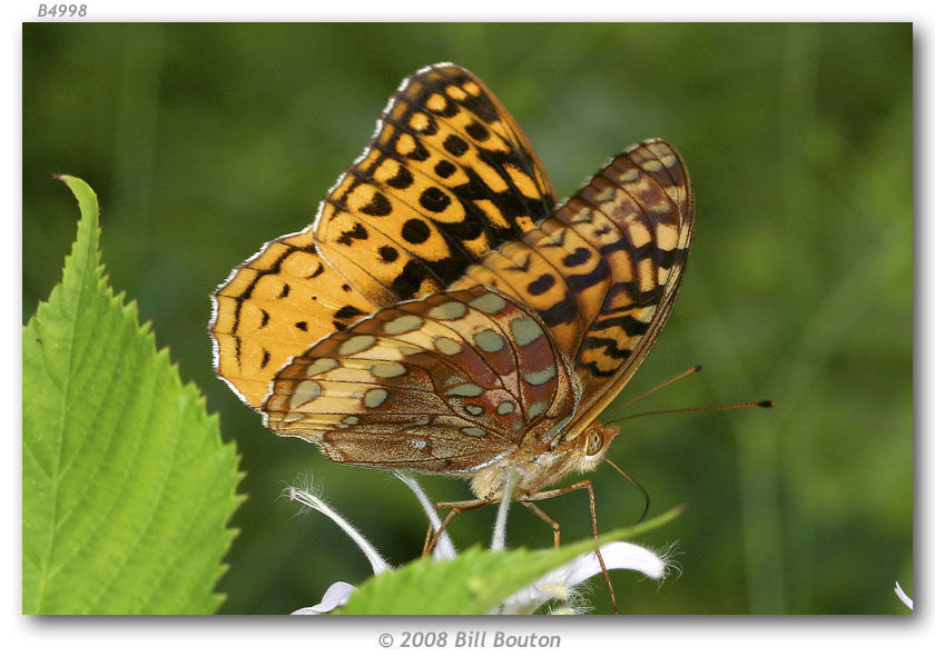 Image of Great Spangled Fritillary