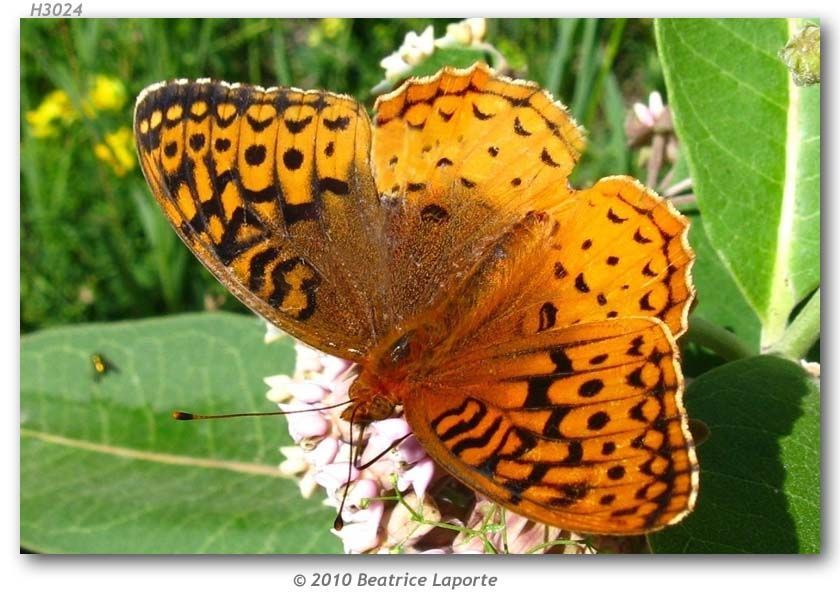 Image of Great Spangled Fritillary