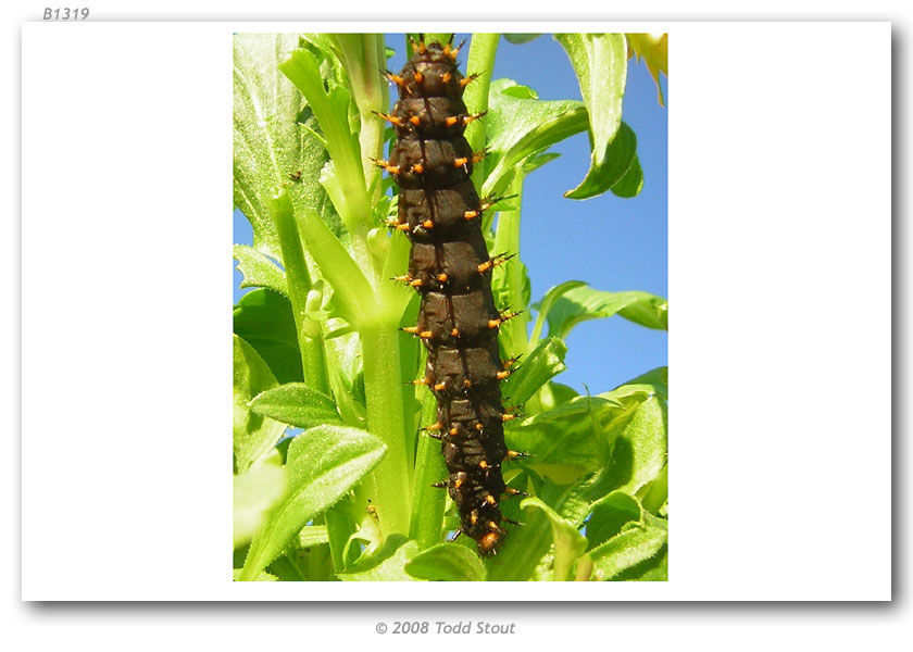 Image of Great Spangled Fritillary