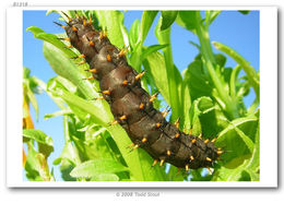 Image of Great Spangled Fritillary