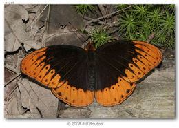 Image of Diana Fritillary