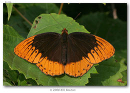 Image of Diana Fritillary