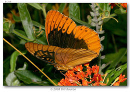 Image of Diana Fritillary