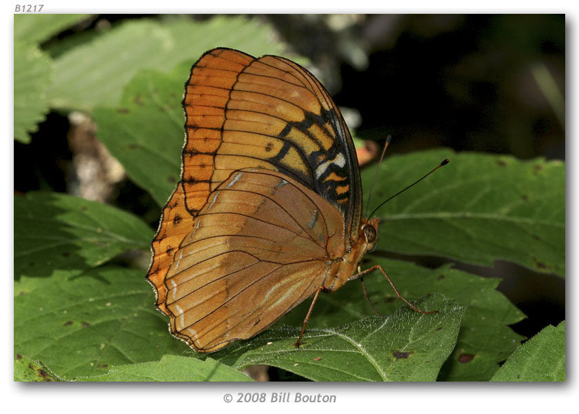 Image of Diana Fritillary