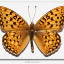 Image of Edwards' Fritillary