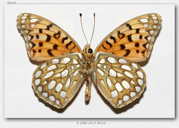 Image of Edwards' Fritillary