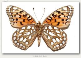 Image of Edwards' Fritillary