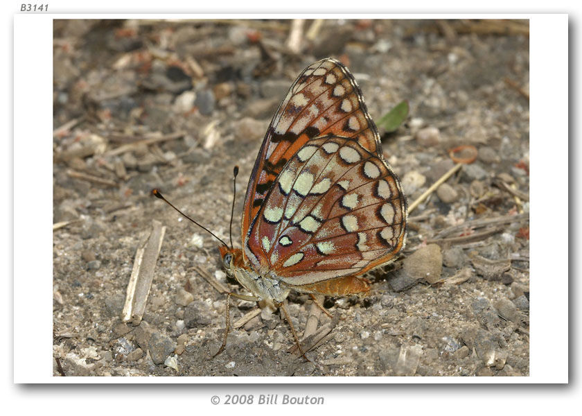 صورة Speyeria hydaspe Boisduval 1869