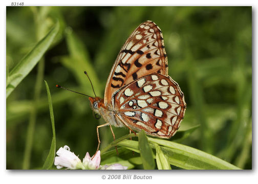 صورة Speyeria hydaspe Boisduval 1869