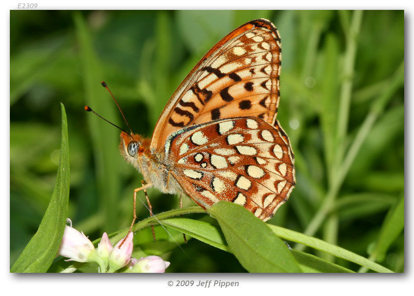 Слика од Speyeria hydaspe Boisduval 1869