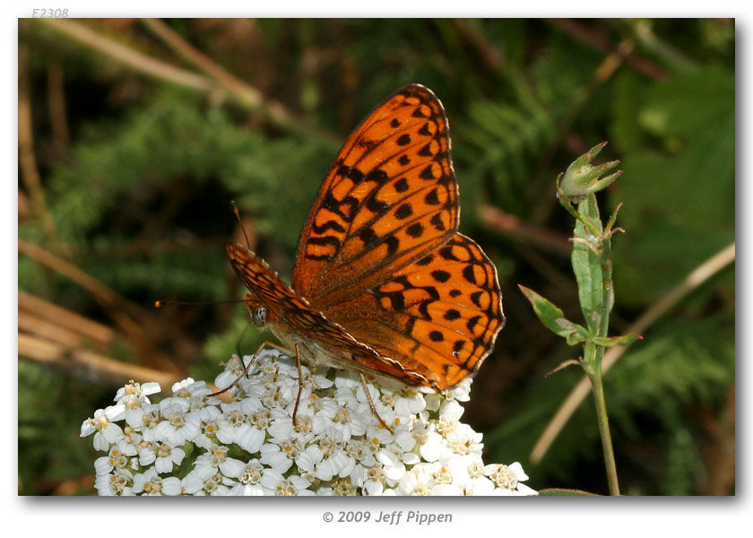 Слика од Speyeria hydaspe Boisduval 1869