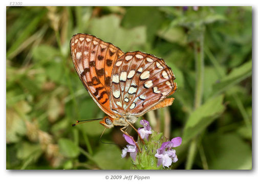 صورة Speyeria hydaspe Boisduval 1869