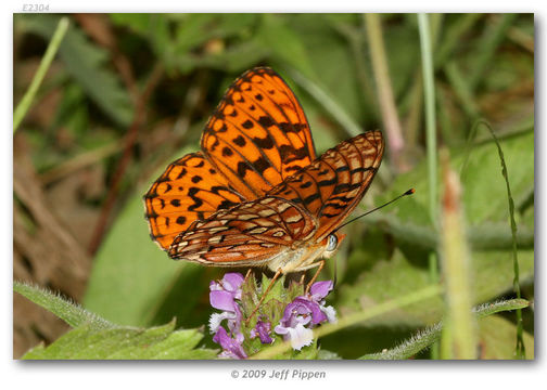 صورة Speyeria hydaspe Boisduval 1869