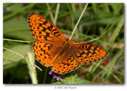 صورة Speyeria hydaspe Boisduval 1869