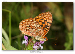 صورة Speyeria hydaspe Boisduval 1869