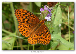 صورة Speyeria hydaspe Boisduval 1869