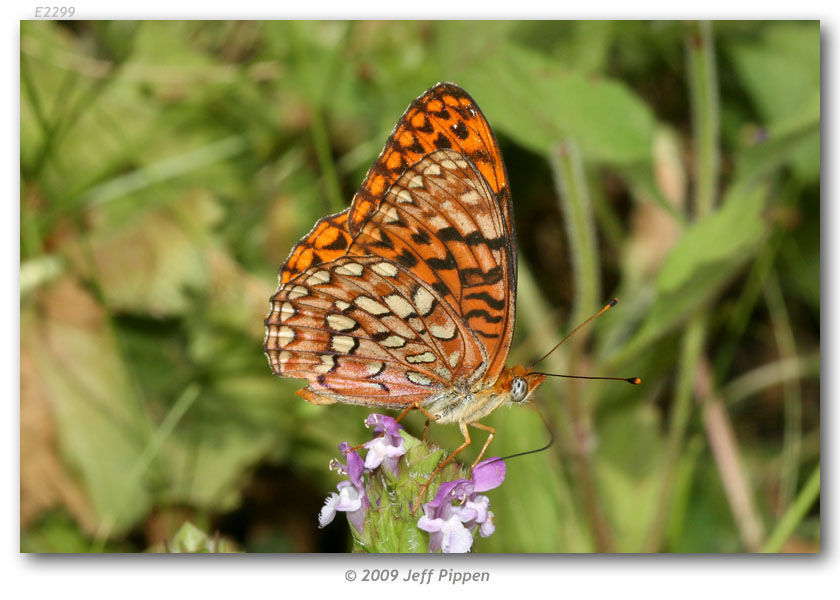 Image of Greater Fritillaries