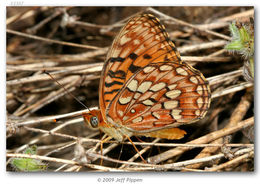 Image of Greater Fritillaries