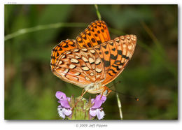 Image of Greater Fritillaries