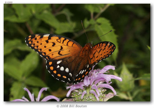 Image de Speyeria idalia Drury 1773