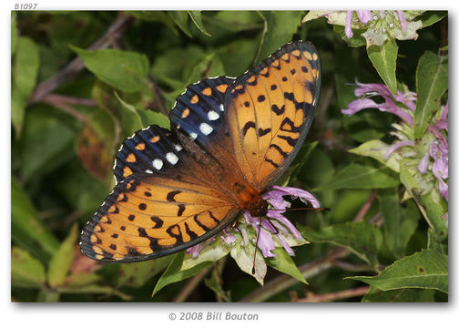 Image de Speyeria idalia Drury 1773