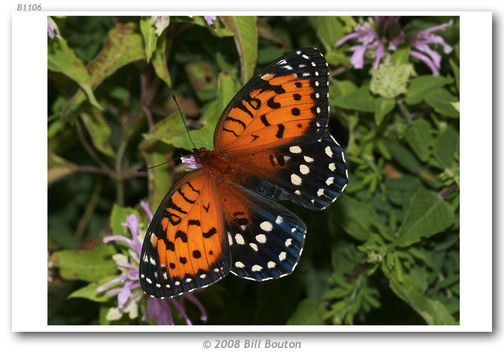 Image de Speyeria idalia Drury 1773