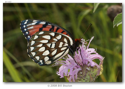 Image de Speyeria idalia Drury 1773