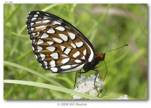 Image de Speyeria idalia Drury 1773