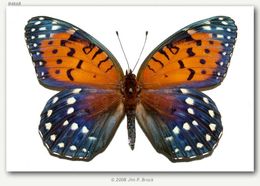 Image of Regal Fritillary