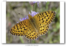 Image of Mormon Fritillary