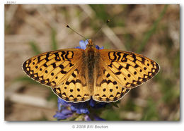 Image of Mormon Fritillary