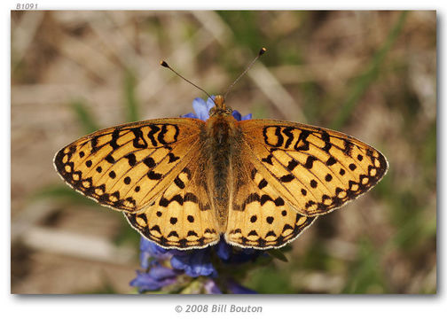 صورة Speyeria mormonia Boisduval 1869