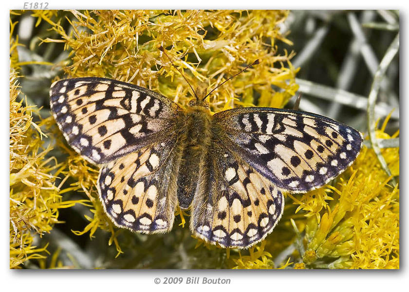 Image of Mormon Fritillary