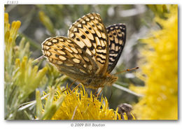 Image of Mormon Fritillary