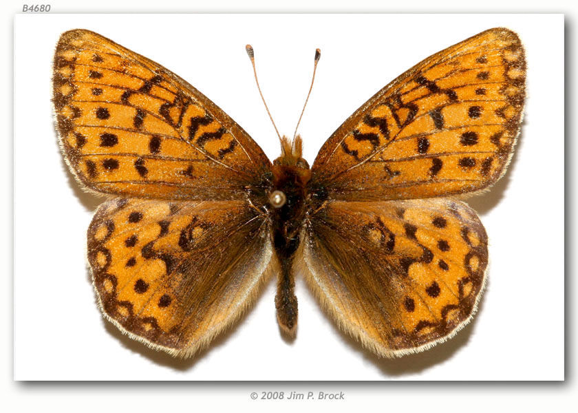 Image of Mormon Fritillary