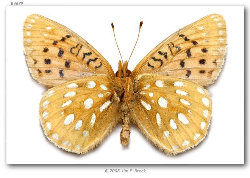 Image of Mormon Fritillary