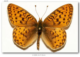 Image of Mormon Fritillary