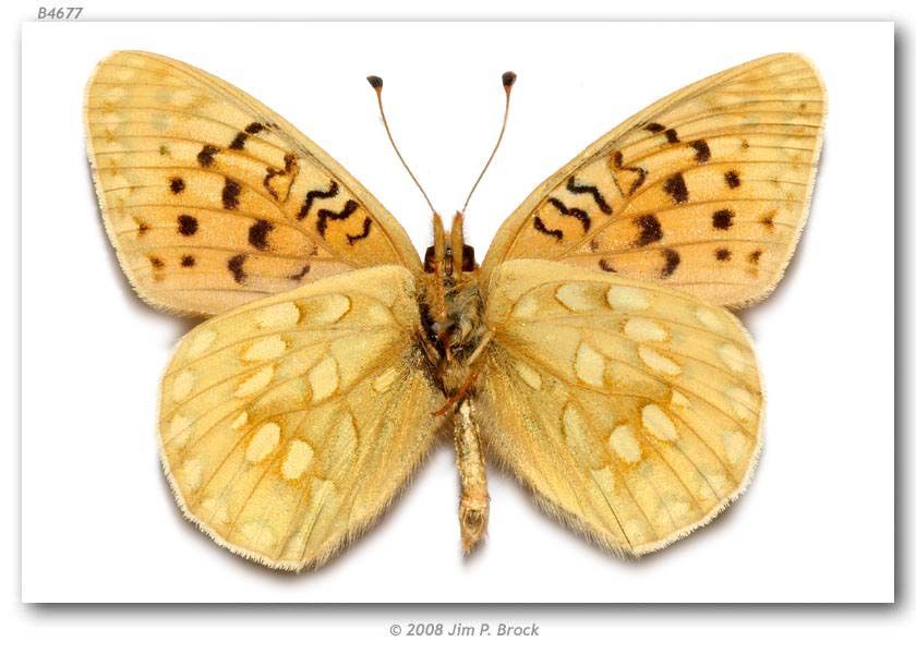 Image of Mormon Fritillary