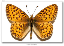 Image of Mormon Fritillary