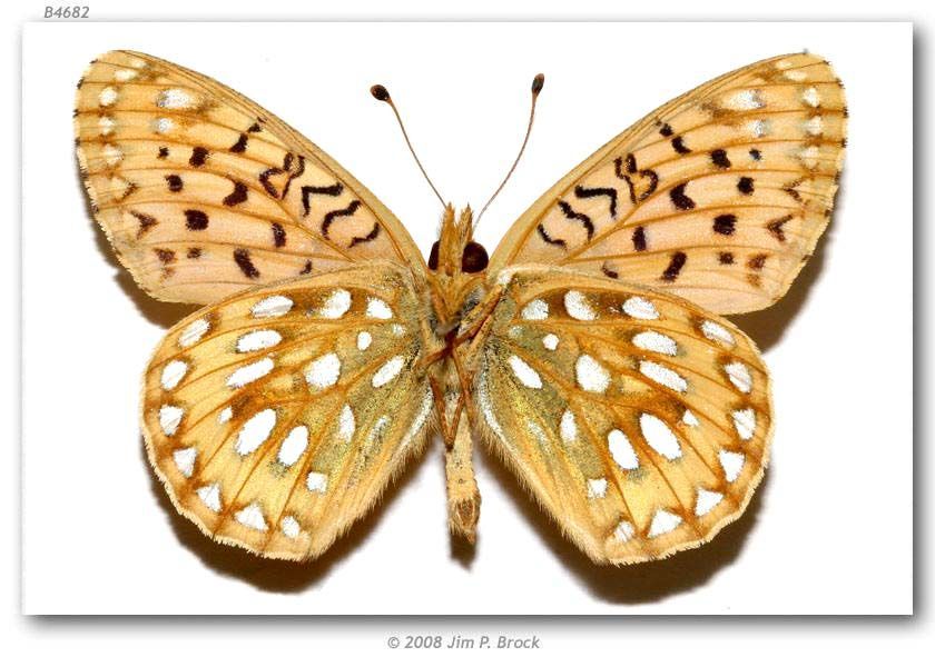 Image of Mormon Fritillary