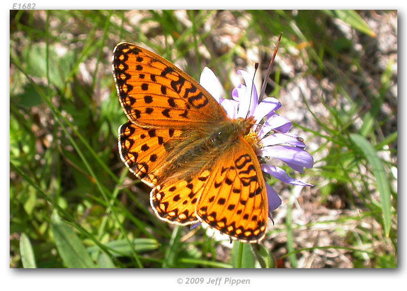 Image of Mormon Fritillary