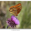 Image of Nokomis Fritillary