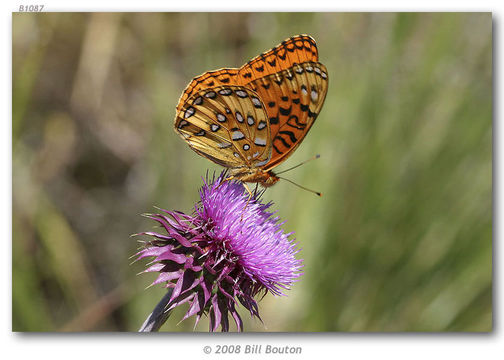 Image of Nokomis Fritillary